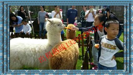江蘇什么地方有出租羊駝的_羊駝?wù)褂[_馬戲團(tuán)出租_動物憑租_山東益佳動物憑租 - 商國互聯(lián)網(wǎng)