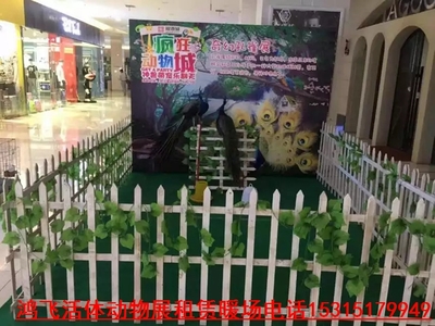 調(diào)兵山市專業(yè)出租動物展 海獅表演租賃價格(資源豐富)