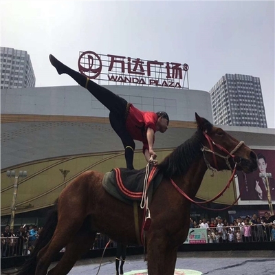 什邡市租賃馬戲團(tuán)表演的價格-鸚鵡表演租賃