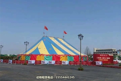 【萌寵羊駝出租-商業(yè)節(jié)目馬戲團(tuán)表演租賃百色市】詢價單