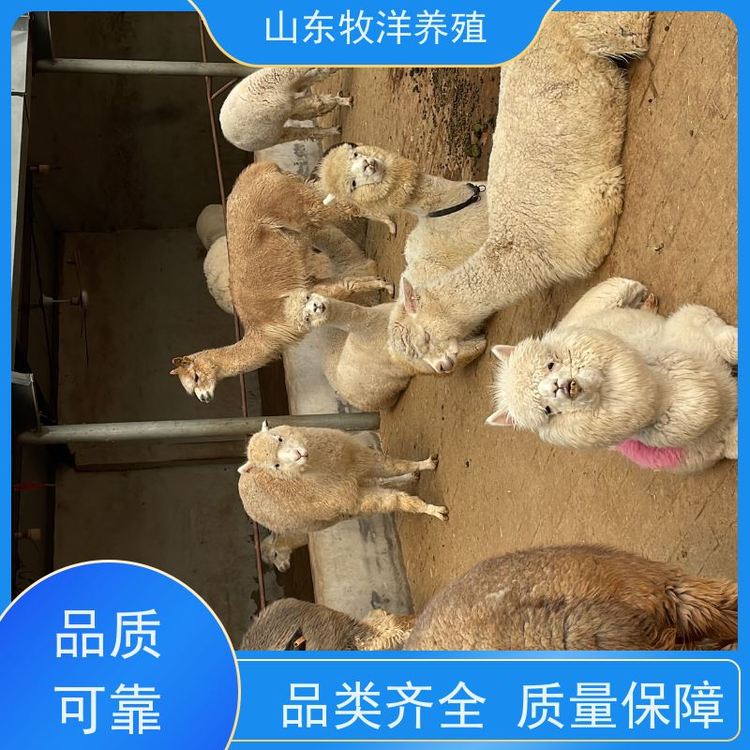 昆明萌寵出租.動(dòng)物出租#馬戲團(tuán)表演出租#海獅表演出租#羊駝出